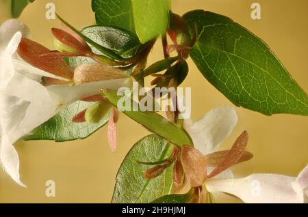 Super-macro view of Abelia flowers and foliage Stock Photo