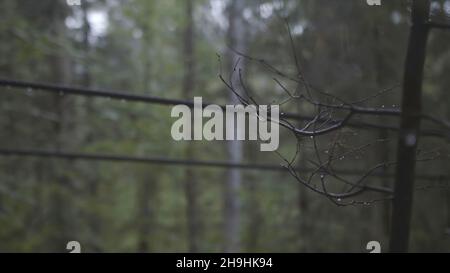 Side view of young tourist in yellow jacket with large camp trunk walking on the forest suspension bridge in rainy day. Hiking in the beginning of aut Stock Photo