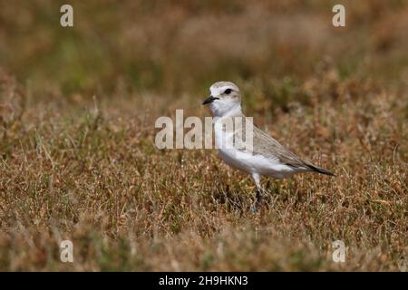 Kentish plover, male with a rufous nape, on an intertidal zone where they both feed and breed.  They are found in loose flocks during breeding. Stock Photo