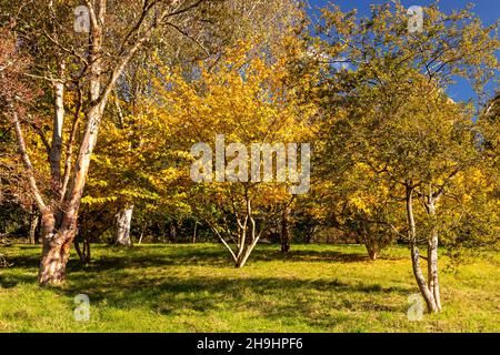 Sunlit trees with autumn colours Stock Photo