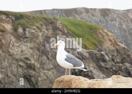 A California gull standing on a cliff's edge at Bodega Head on the Sonoma coast of California. Stock Photo