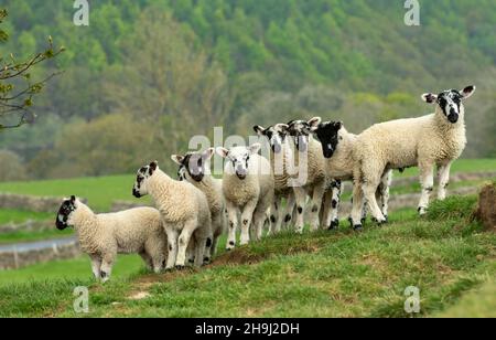 A fine flock of Swaledale mule lambs in Springtime with budding Scycamore tree to the right.  One lamb has her tongue out and facing camera.  Horizont Stock Photo