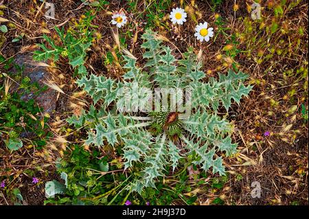 Cirsium acaule, a phanerogamic species belonging to the Asteraceae family. Stock Photo
