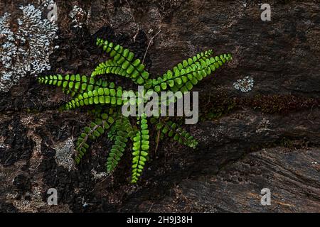 Wild plants that are born, grow and reproduce naturally. Stock Photo