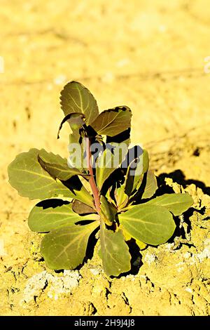 Moricandia is a genus of plants in the Brassicaceae family Stock Photo
