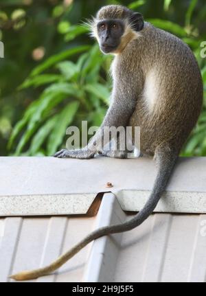 A green monkey or callithrix monkey (Chlorocebus sabaeus), also known as the sabaeus monkey contemplates the important business of a raid on hotel gar Stock Photo