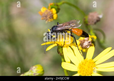 Kurzstiel-Sandwespe, Kurzstielsandwespe, Sandwespe, Weibchen, Podalonia affinis, syn. Sphex lutaria, syn. Ammophila affinis, digger wasp, digger-wasp, Stock Photo