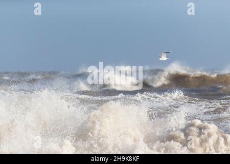 Common Gull (Larus canus) adult flying over rough sea, Suffolk, England, January Stock Photo