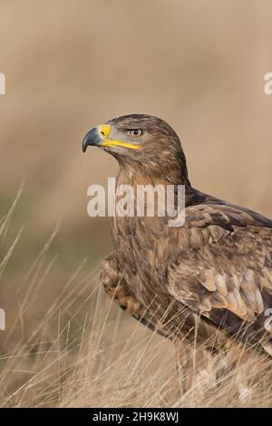Steppe Eagle (Aquila nipalensis) adult standing in grassland, controlled conditions Stock Photo