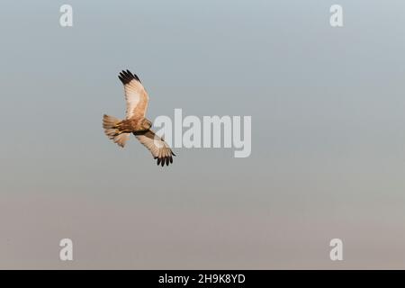 Marsh Harrier (Circus aeruginosus) adult male flying, Suffolk, England, March Stock Photo