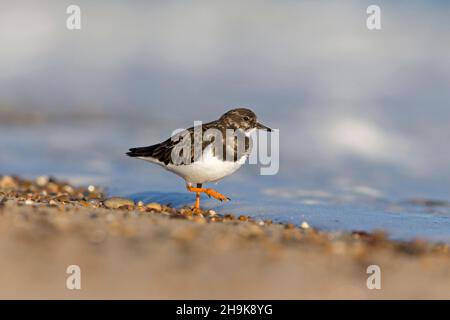 Ruddy Turnstone (Arenaria interpres) winter plumage adult walking on shoreline, Norfolk, England, December Stock Photo