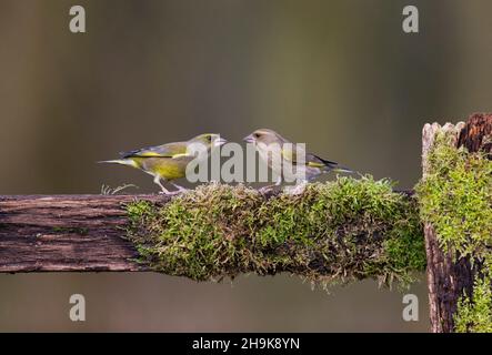 European Greenfinch (Carduelis chloris) adult pair perched on moss covered fence, Suffolk, England, January Stock Photo