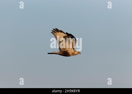 Rough-legged Buzzard (Buteo lagopus) adult female flying, Suffolk, England, February Stock Photo