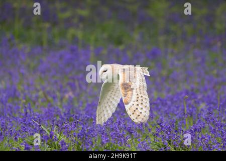 Barn owl (Tyto alba) adult flying over Bluebell (Hyacinthoides non-scripta) flowers, Suffolk, England, May, controlled conditions