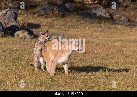 Puma (Felis concolor) cub jumping on adult female, Montana, USA, October, controlled conditions Stock Photo