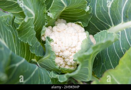 Cauliflower Aalsmeer closeup growing in a vegetable garden, UK. Close up of a white cauliflower head with leaves, top view. Stock Photo