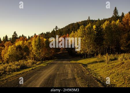 Scenery of autumnal trees on roadsides Stock Photo