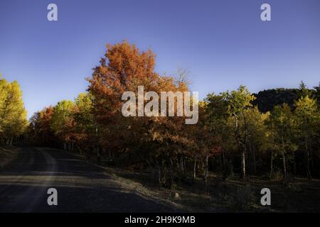 Scenery of autumnal trees on roadsides Stock Photo