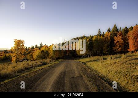 Scenery of autumnal trees on roadsides Stock Photo