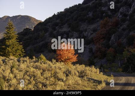 Scenery of autumnal trees on roadsides on a highland Stock Photo