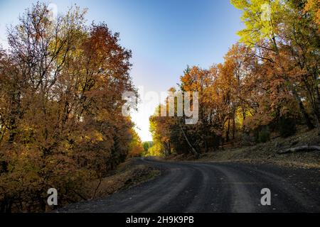 Scenery of autumnal trees on roadsides Stock Photo