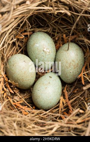 bird's nest, blackbird eggs, eggs, blackbird nest, small, green, speckled, points, clutch, egg, cut, songbird, genuine, austria, blackbird, blackbirds Stock Photo