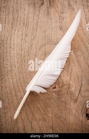 Feather, bird feather, wood, old, old, white, white, board, beautiful, delicate, individually, escape unscathed, structure, write, lying, brown, detai Stock Photo