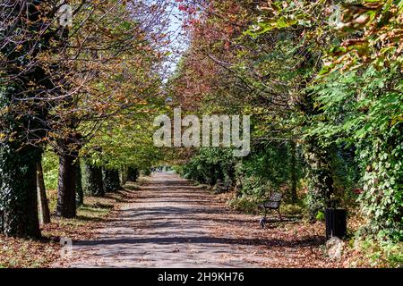 Landscape with a long alley surrounded by vivid green and yellow plants, old large trees trees and grass in a sunny autumn day in a park in Bucharest,