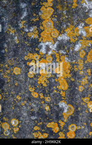 Abstract closeup of gravestone with lichen growth. Stock Photo