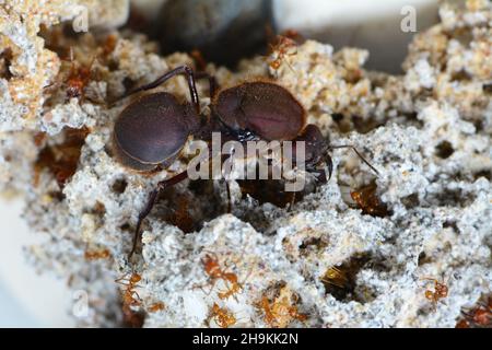 Leaf cutter Queen ant surveys her colony. Stock Photo