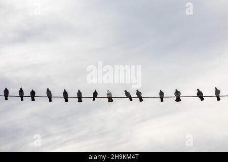 Birds on power lines Stock Photo