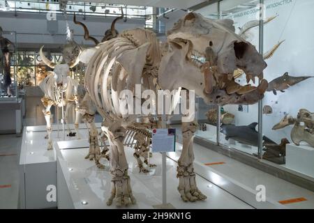 The skeleton of a Hippopotamus on display at the University of Cambridge Museum of Zoology in Cambridge, UK. Stock Photo