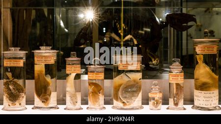 Specimen jars containing fish from Charles Darwin's Beagle Voyage around the world 1831-36 on display at the Museum of Zoology, Cambridge, UK Stock Photo