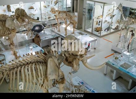 Animal skeletons and other exhibits on display on the lower ground floor of the Museum of Zoology in Cambridge, UK. Stock Photo