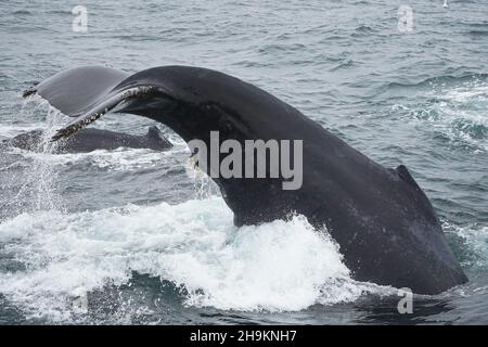 Whale Watching Adventures Stock Photo