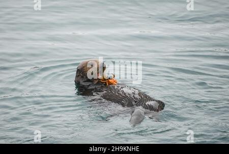 Whale Watching Adventures Stock Photo