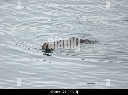 Whale Watching Adventures Stock Photo