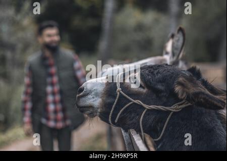 Bearded farmer standing near the donkey in a cattle-pen Stock Photo