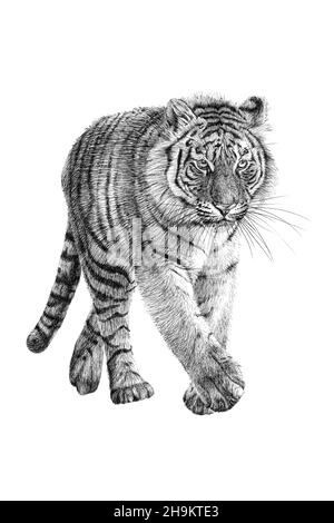 How to draw a tiger - Gathered