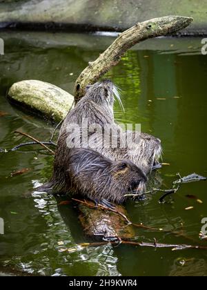 Three nutrias (coypu) resting on a tree branch in the pond. Stock Photo