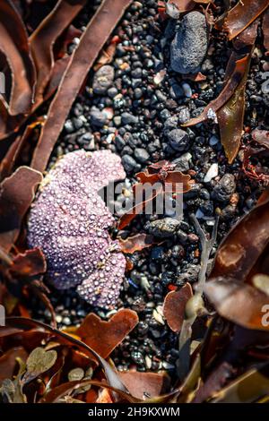 A closeup of a crashed test of a sea urchin and sea weed leaves on the black sand beach. Atlantic ocean coast of Seltjarnarnes, Iceland. Stock Photo