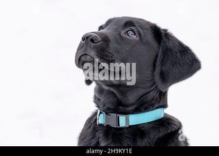 Black Lab Puppy looking up at sky Stock Photo
