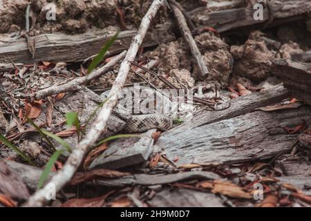 Rattle snake in Chapada Diamantina, Bahia, Brasil Stock Photo