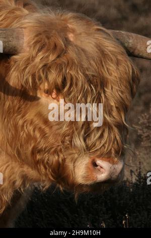 The head of a Scottish highlander seen from the side. Stock Photo