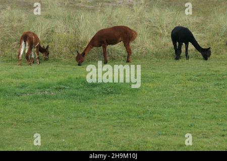 Three alpacas are grazing in the meadow. Mountain llama. Stock Photo