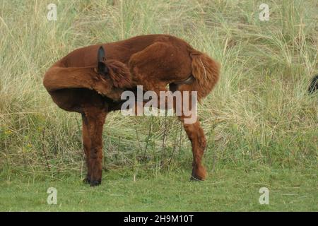 Brown alpaca is standing in the meadow scratching itself. Has his hind leg against his head. Stock Photo