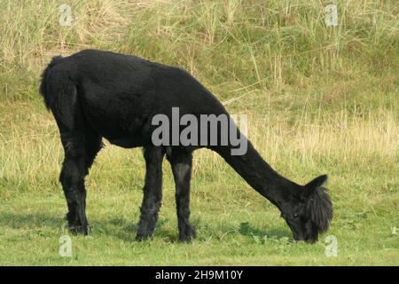 A black alpaca is grazing in the meadow. The mountain llama, seen from the side. Stock Photo
