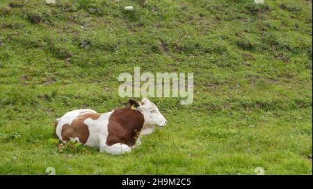 A red and white cow is lying in the grass. Austria. Stock Photo
