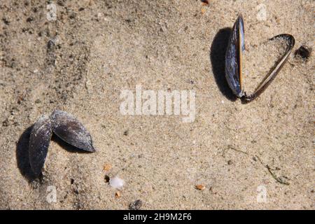 Two open shells of a mussel on the beach. Stock Photo