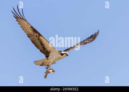 Osprey with fish in Talons Ontario Canada Stock Photo